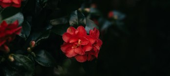La Traviata