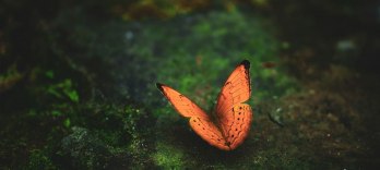 Madama Butterfly
