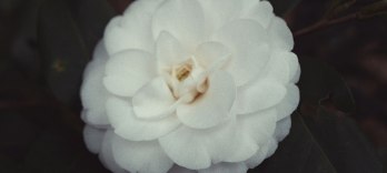 La Traviata